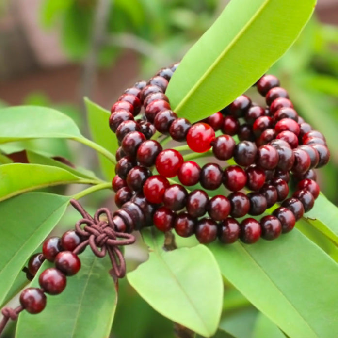 Sandalwood Meditation 108 Prayer Beads